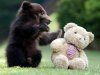 bear vs teddy bear.jpg