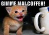 gimme-coffee-cat.jpg