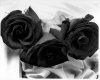 black roses.jpg